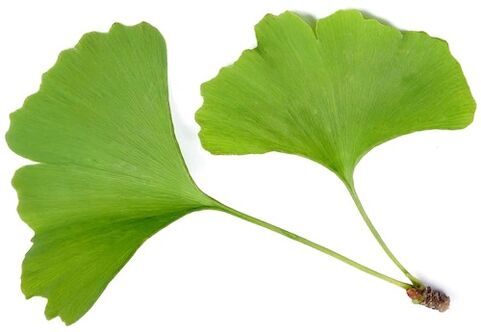 A Insunol ginkgo biloba-t tartalmaz